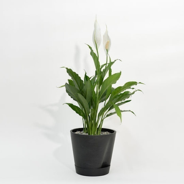 Peace Lily 3