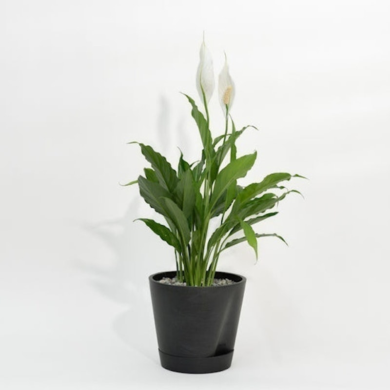 Peace Lily 3