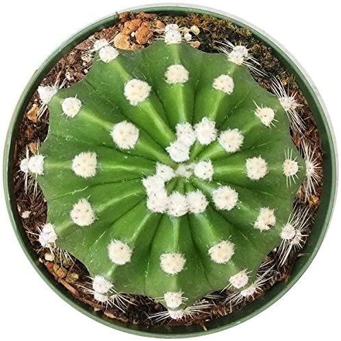 10 Best Beginner-Friendly Succulents in the Philippines 2026 | Domino, Sweetheart Hoya, and More 1