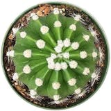 10 Best Beginner-Friendly Succulents in the Philippines 2026 | Domino, Sweetheart Hoya, and More 1