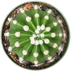 Domino Cactus