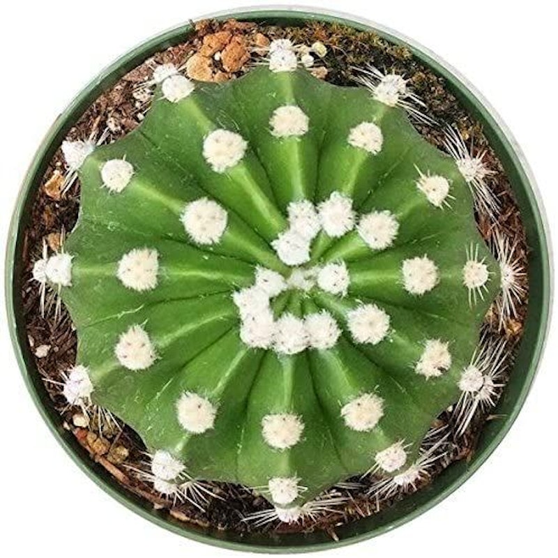 Domino Cactus 1