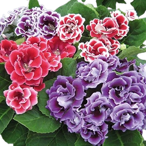 Gloxinia 1