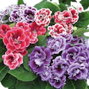 Gloxinia