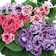 Gloxinia 1