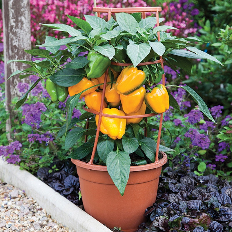 Bell Pepper Seeds 2