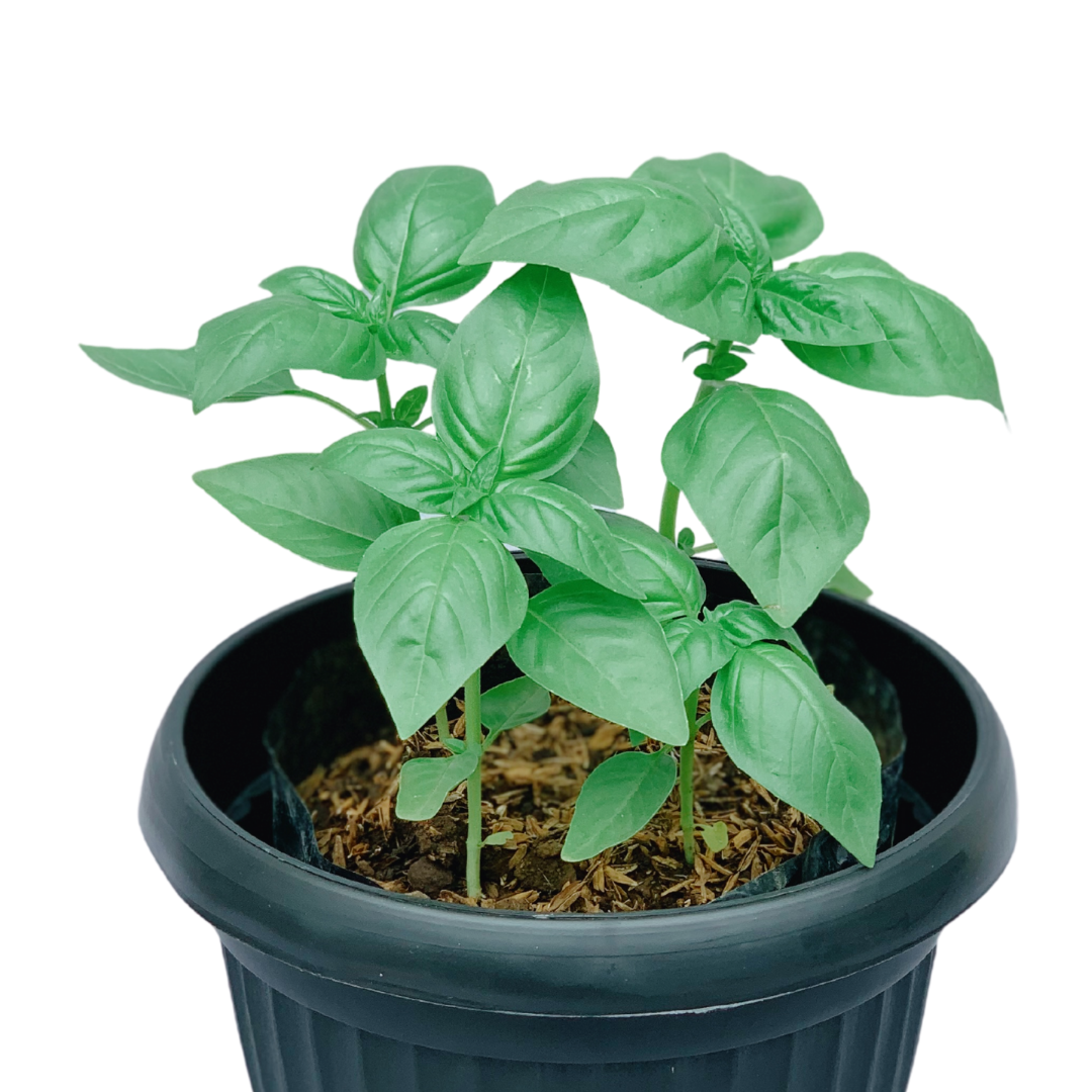Sweet Basil 1
