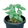 Sweet Basil 1