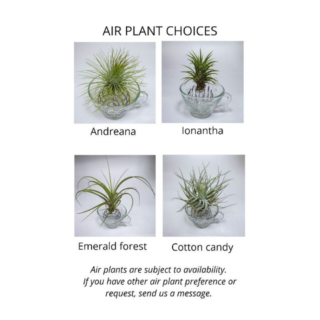 Macramé Wall Hanger & Air Plant Set 2