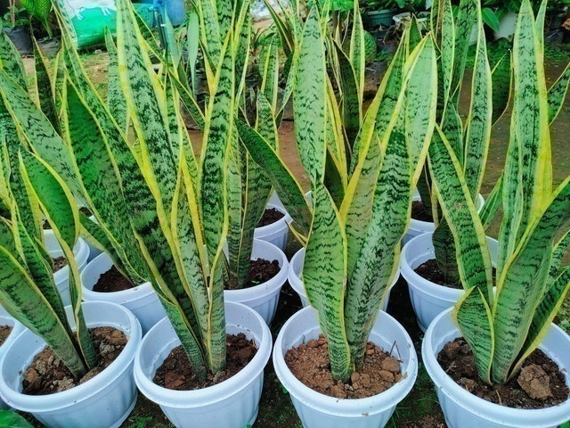 Snake Plant  2