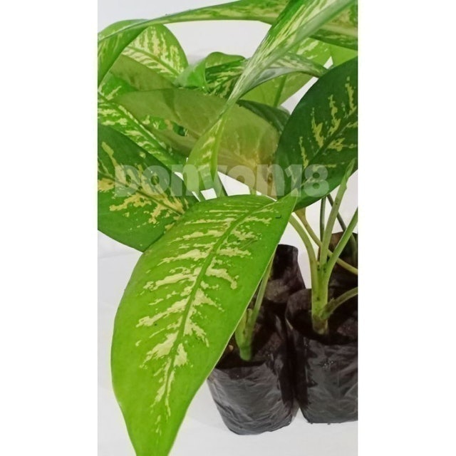 Dumb Cane Plant 3