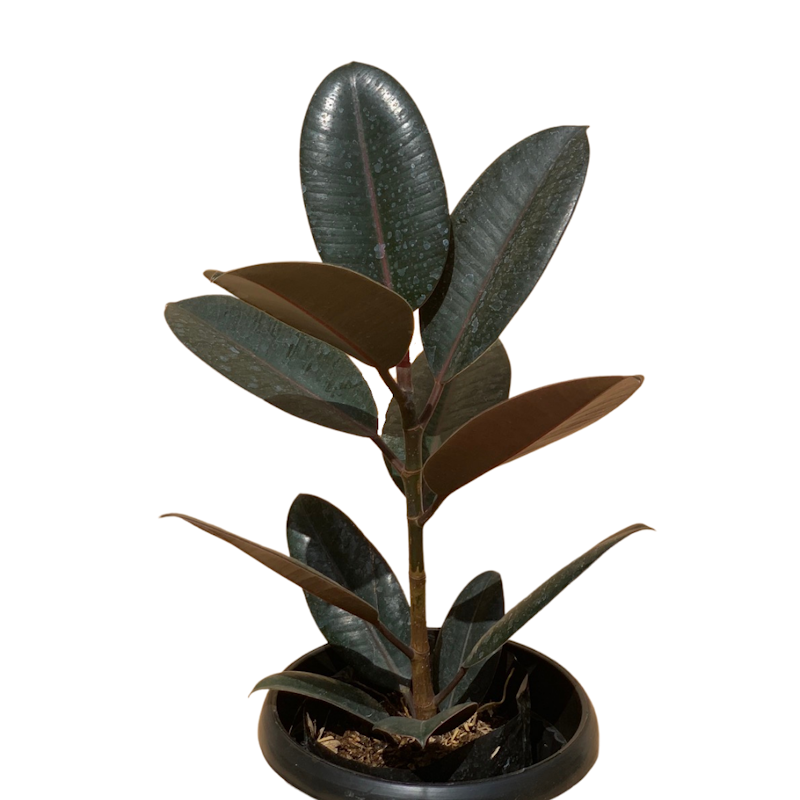 Rubber Tree 1