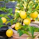 null Dwarf Lemon Seeds 1
