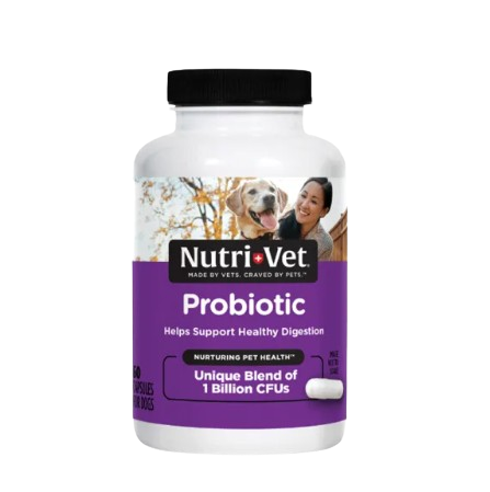 10 Best Diarrhea Medicines for Dogs in the Philippines 2026 | Buying Guide Reviewed by Veterinarian 2