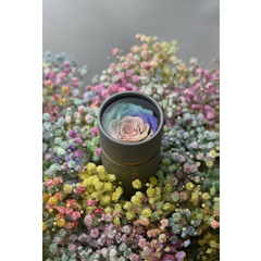 Preserved Rose Capsule (Rainbow Color)