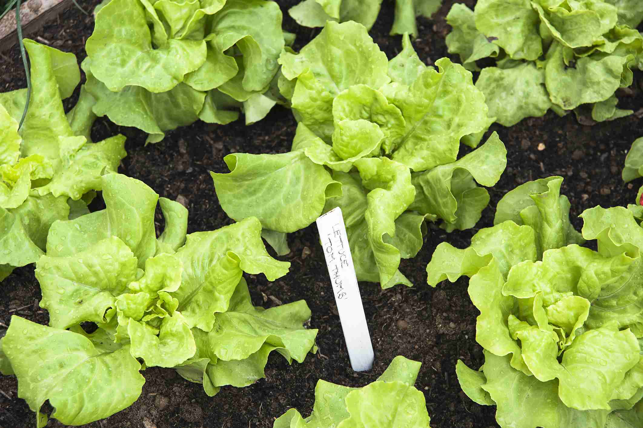 10 Best Home Garden Plants in the Philippines 2026 4