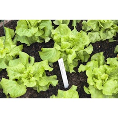Lettuce Seeds