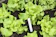 null Lettuce Seeds 1
