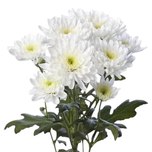 Chrysanthemum 1