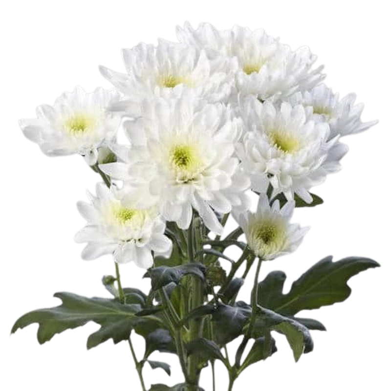 Chrysanthemum 1
