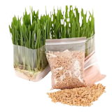 10 Best Cat Grasses in the Philippines 2026 5