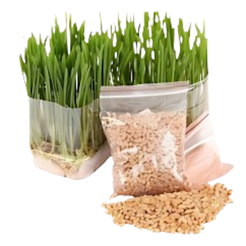 Organic Pet Cat Grass Seeds 1