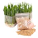 FDDL Organic Pet Cat Grass Seeds 1