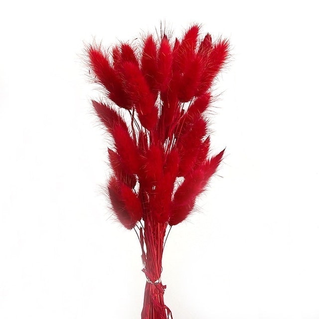 Rabbit Tail Grass Flower  2