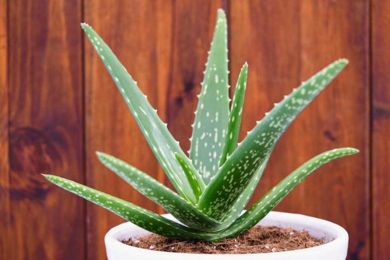Aloe Vera 1