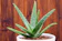 Aloe Vera 1
