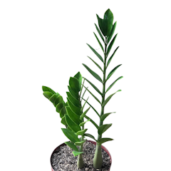 Welcome Plant