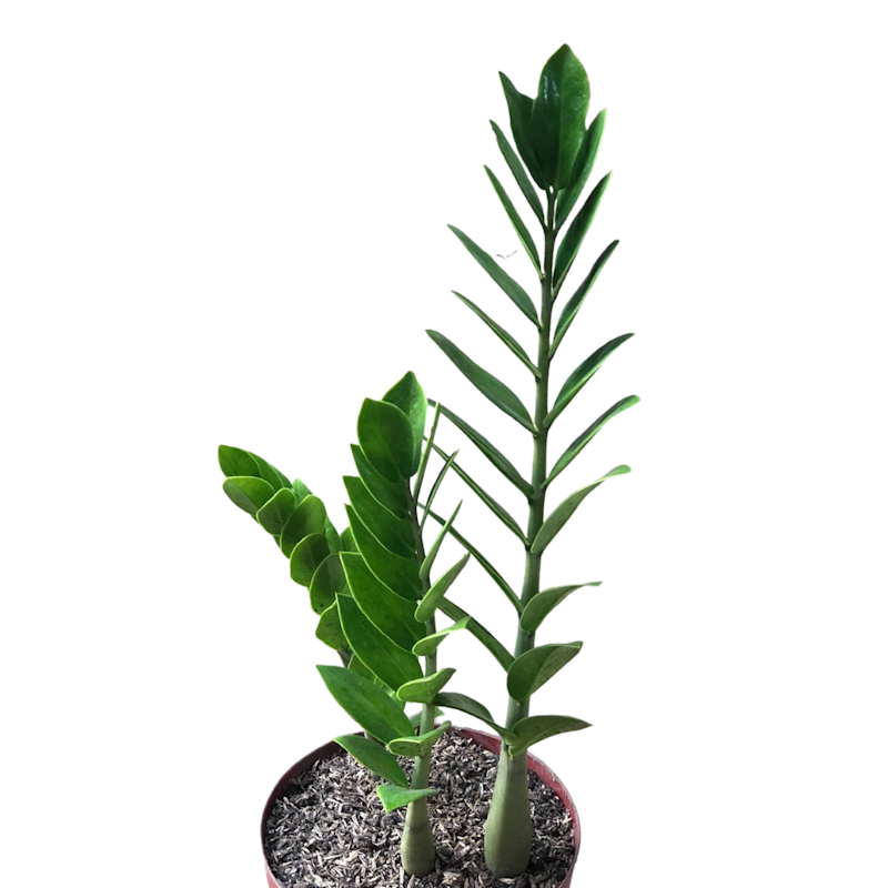 Welcome Plant 1