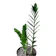Welcome Plant 1