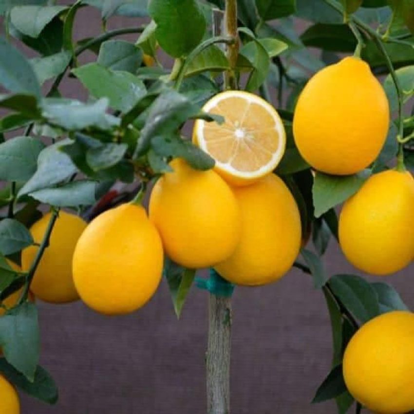 Dwarf Lemon Seeds 2