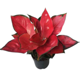 10 Best Bathroom Plants in the Philippines 2026 | Buying Guide Reviewed by Interior Designer 5