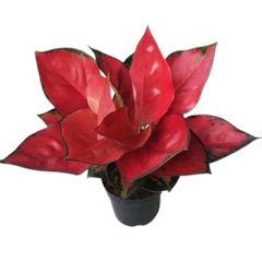 Aglaonema