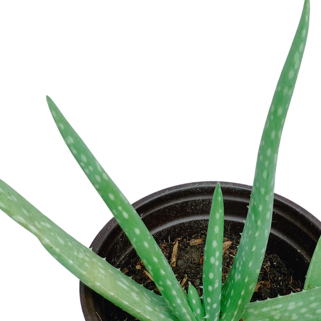 Aloe Vera Plant 2