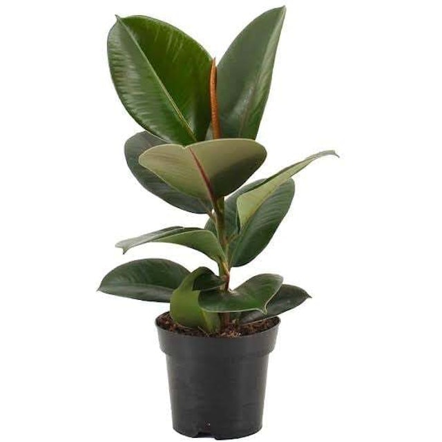 Burgundy Rubber Plant 1