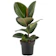 Burgundy Rubber Plant 1