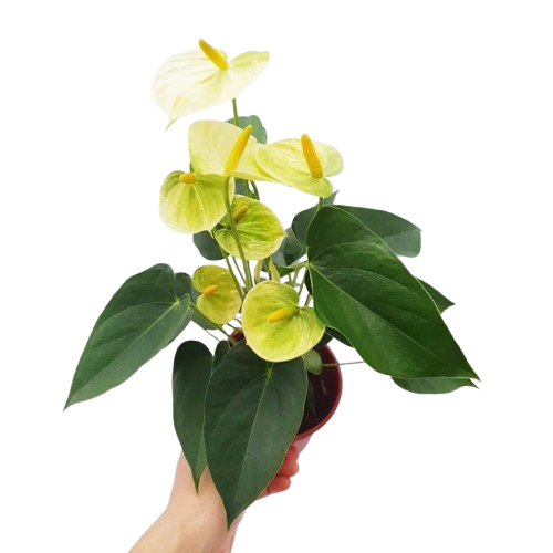 10 Best Indoor Flowering Plants in the Philippines 2026 | Orchid, Anthurium, and More 5