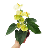 10 Best Indoor Flowering Plants in the Philippines 2026 | Orchid, Anthurium, and More 5