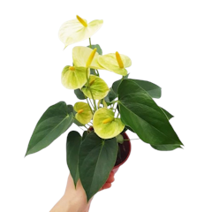 Anthurium