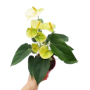 Anthurium
