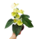 Anthurium 1