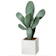 Prickly Pear Cactus 1