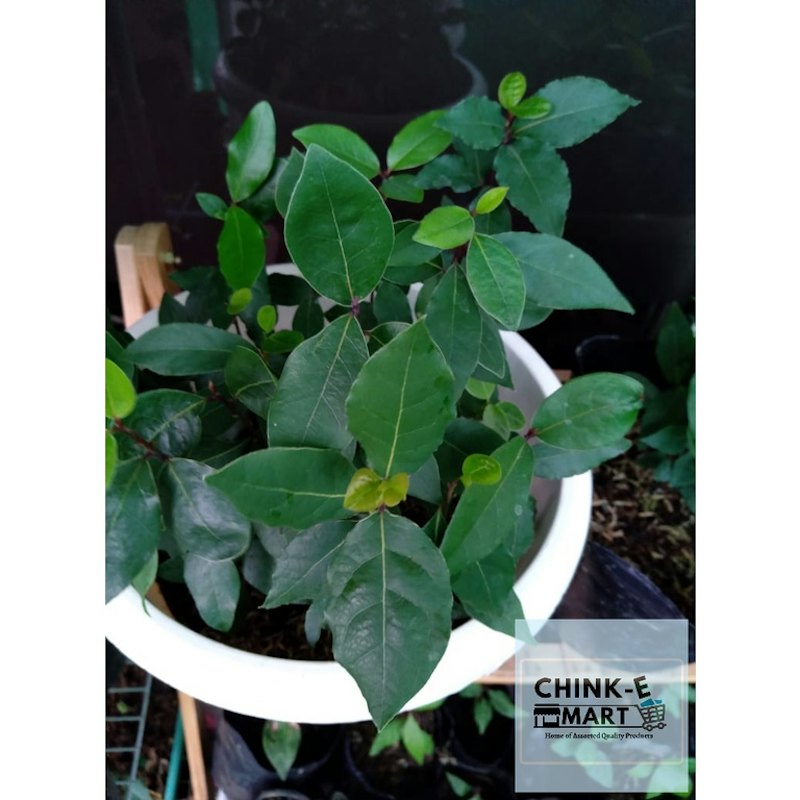 Lucky Laurel Bay Leaf 1