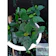 null Lucky Laurel Bay Leaf 1