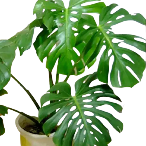 10 Best Large Indoor Plants in the Philippines 2026 3