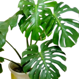 10 Best Large Indoor Plants in the Philippines 2026 3