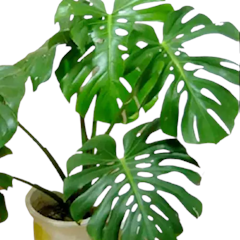 Swiss Cheese Plant